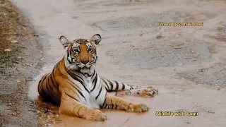 Huge Tigeress sighting in heavy rain at Kabini l Nagarhole Tiger Reserve l Wildlife with Sami