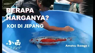 Harga Koi di Jepang 2019 (IKEAGE, Amatsu Mudpond) Bag 2 | Tutorial  Kolam Koi (21)