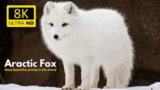 Most Beautful Animal in the world (4k-60fps) || HDR || Arctic Fox || Wild Life