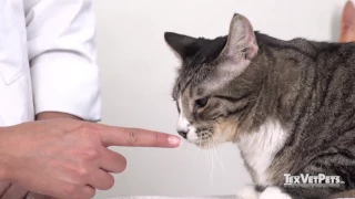 How To Properly Greet Cats