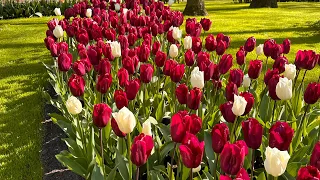 🌷🌹Keukenhof Gardens 2023 |Tulip Garden Netherlands 🇳🇱 Spring Colour 🌸🍀4K