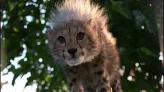 Cheetah Cubs are thriving