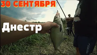 30 Сентября. Рыбачим на реке Днестр. Атака маленьких сомов )