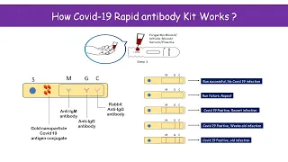 Rapid antibody test (for Covid 19)