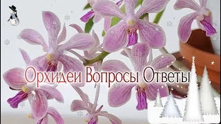 Орхидеи Ответы на Вопросы Часть 2/2