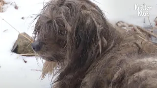 A Walking Chewbacca Dog Been Enduring Heartaching Farewell (Part 2) | Kritter Klub