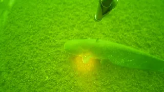 Подводная охота на СОМА(ТРОФЕИ)