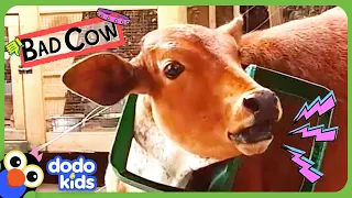 Naughty Cow Won't Stop Eating Garbage! | Dodo Kids | Bad Boys And Girls