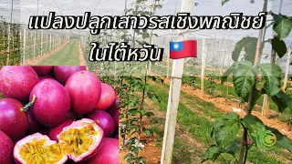 แปลงปลูกเสาวรสเชิงพาณิชย์ ในไต้หวัน🇹🇼