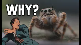 Why Are People Scared of Spiders? | Quick Answer