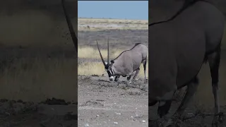 Oryx (Gemsbok) marks HIS TERRITORY (Etosha National Park)