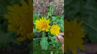 Dandelion and "not Dandelion". How to tell