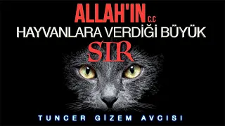 İÇİNİZ TİTREYECEK! ALLAH'IN HAYVANLARA VERDİĞİ BÜYÜK SIR.