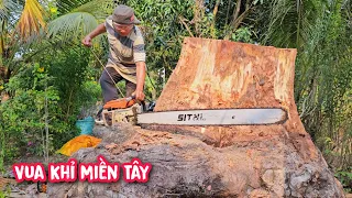 Vua Khỉ cưa gốc cây Dầu trên 100 năm tuổi, lấy 3 miếng mặt bàn đường kính trên 1 mét.