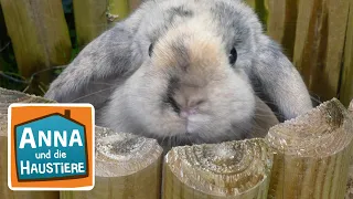 Kaninchen | Information für Kinder | Anna und die Haustiere