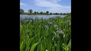 Nature-Based Solutions for Shoreline Stabilization and Restoration