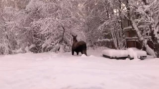 Moose Calf and Mother in Anchorage Snow