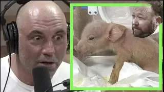 China is Making Pig-Monkey Hybrids | Joe Rogan