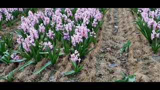 Tulips,Hyacinth, 2021