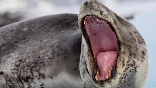 Морской леопард - Leopard Seal (Энциклопедия животных)