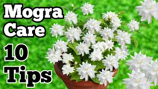 MOGRA PLANT CARE.GROWING TIPS & FERTILIZER/मोगरा की देखभाल #mogra #mograplantcare#gardening