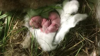 New Born Bunnies Day 1