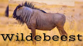 Interesting Facts About Wildebeests
