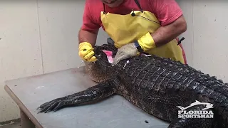 How to Clean, Fillet, Debone and Skin an Alligator [IN ONE PIECE!] | Florida Sportsman