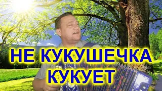 НЕ КУКУШЕЧКА КУКУЕТ ПОД ГАРМОНЬ!