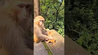 Monkey mother bullying baby? #0112