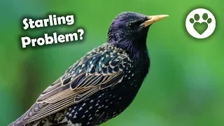 How To Discourage Starlings and other Bully Birds