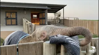 TRUNKFULS OF PEEKABOOS 💖🐘💖