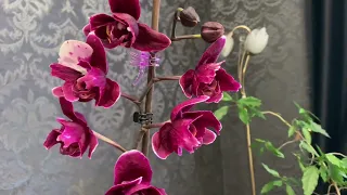 Домашнее цветение моих орхидей бабочек 🦋🦋🦋