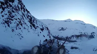 Охота на барана в Якутии.