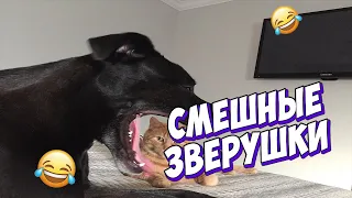 🤣ЛУЧШИЕ ПРИКОЛЫ С ЖИВОТНЫМИ | НОВЫЕ ПРИКОЛЫ С КОТАМИ, СОБАКАМИ | СМЕШНЫЕ ЖИВОТНЫЕ #6🤣🤣🤣