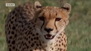 Prehistoric America [2002] - American Cheetah Screen Time