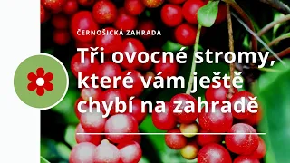 Tři ovocné stromy, které vám ještě chybí na zahradě