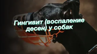 Гингивит (воспаление десен) у собак