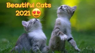 cats - must watch cat videos 2021!😸-beautiful cats| yufus