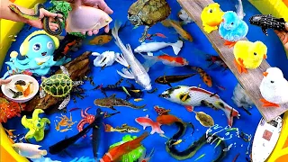 Catch Cute Chickens, Rainbow Chickens, Cute Animals, Turtles, Carp, Snakes, Tigerfish, Crabs, Snakes