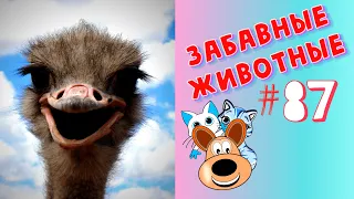 Приколы с Животными #87 / Смешные Животные 2020 / Приколы / Приколы про Животных / Лучшие Приколы