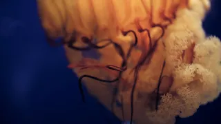 Underwater | A Piano Original