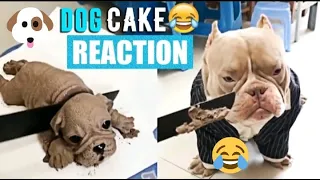 Dog Reaction to Cutting Cake - Funny Dog Cake Reaction Compilation | Pets House | Watch till the end