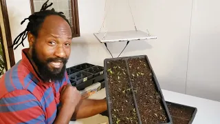 How we Start our Scotch Bonnet Pepper Seeds| Tips for Giving Your Seeds a Healthly Start