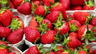 STRAWBERRIES WILL BE 10 TIMES MORE IF YOU DO IT IN THE SPRING