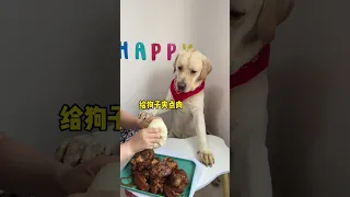 This silly dog ​​is so good at cheating