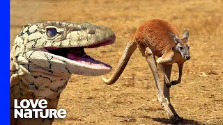 Monster Lizard Hunts Kangaroo