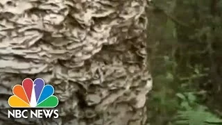 Massive Wasp Nest Removed In Florida | Archives | NBC News