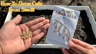 How To Grow Oats From Seed!🤩🌿 Ft. Plant Good Seed Company! S:2,Ep.31//Ultimate Gardening