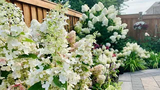 Tracy’s Midsummer Hydrangea Garden Tour with Plant Names - Mid August 2021